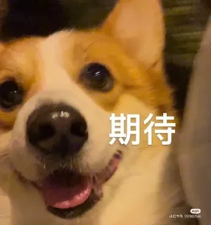 🌟 emoji oshimeinu~修狗 Telegram sticker 16 of 41