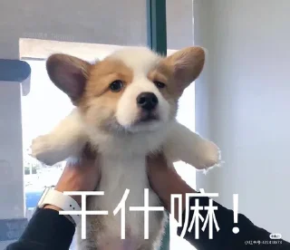 🌟 emoji oshimeinu~修狗 Telegram sticker 13 of 41