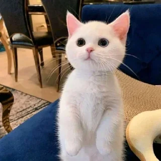 🐈 emoji cutie cat @abiancaa Telegram sticker 9 of 9