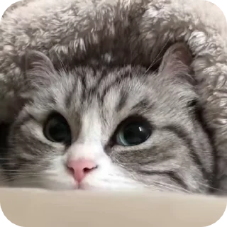 🌟 emoji @AnujSOfficial's Kang Pack (Video) Vol.8 Telegram sticker 15 of 50