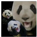 🐼 emoji Mad Laugh Telegram sticker 7 of 34