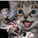 🐱 emoji Mad Laugh Telegram sticker 10 of 34