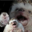 🐾 emoji Mad Laugh Telegram sticker 23 of 34