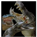 🦎 emoji Mad Laugh Telegram sticker 8 of 34