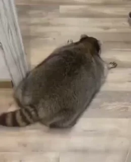 Sticker from raccoon