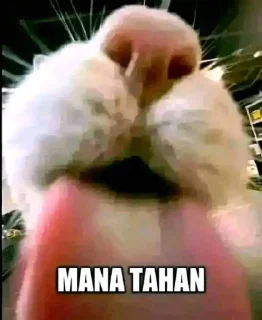 🥶 emoji Kontol Telegram sticker 6 of 16