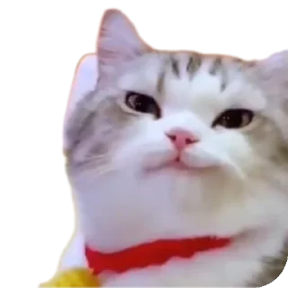 🐱 emoji Mr zin dz @mrzin003 Telegram sticker 17 of 72