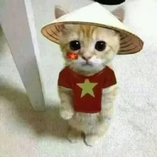 🐱 emoji dudul tercinta Telegram sticker 15 of 24