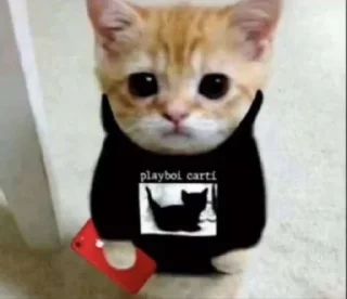 🐱 emoji dudul tercinta Telegram sticker 11 of 24