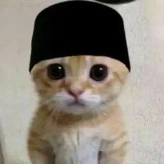 🐱 emoji dudul | @tikeltikelimued Telegram sticker 19 of 19