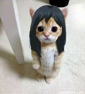 🐱 emoji dudul | @tikeltikelimued Telegram sticker 15 of 19
