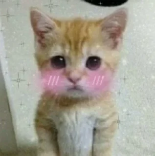 🐱 emoji dudul tercinta Telegram sticker 8 of 24