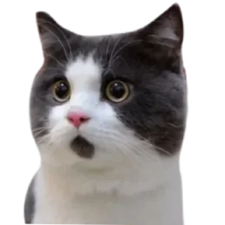 🐱 emoji koko Telegram sticker 7 of 73