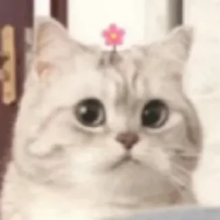 🙁 emoji 居士jc Telegram sticker 17 of 52