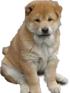Sticker from 可愛い動物たちのステッカー @Gatsby_News @chonglang8