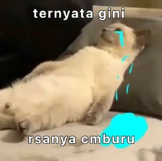 🐳 emoji abil kiyut Telegram sticker 19 of 22