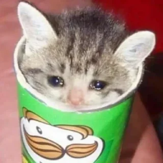 🐾 emoji Crying Cat @Grup_Anime_Chat Telegram sticker 8 of 63