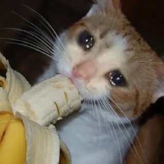 🐾 emoji Crying Cat @Grup_Anime_Chat Telegram sticker 6 of 63