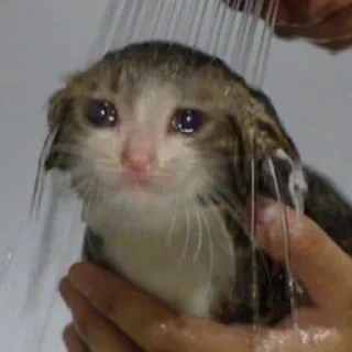🐾 emoji Crying Cat @Grup_Anime_Chat Telegram sticker 21 of 63