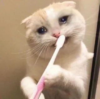 🐾 emoji Crying Cat @Grup_Anime_Chat Telegram sticker 12 of 63