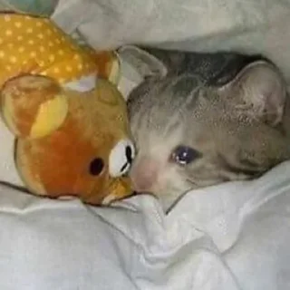 🐾 emoji Crying Cat @Grup_Anime_Chat Telegram sticker 13 of 63