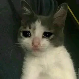 🐾 emoji Crying Cat @Grup_Anime_Chat Telegram sticker 24 of 63