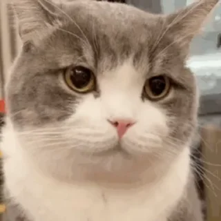 🐱 emoji Meet收藏 Telegram sticker 6 of 18