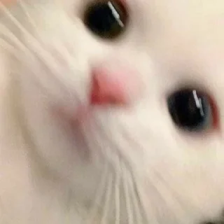 😸 emoji Stickers cat 😻 Telegram sticker 9 of 10
