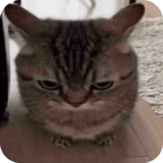 🐱 emoji Catto Telegram sticker 9 of 25