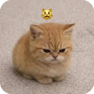 🐱 emoji Catto Telegram sticker 6 of 25