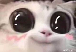 🥺 emoji Cutie Cat- Miyamura Telegram sticker 22 of 68