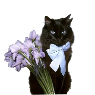 🐱 emoji Mewmew @meet_diary Telegram sticker 20 of 31