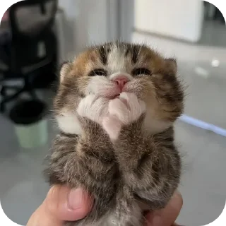 🧵 emoji Mewmew @meet_diary Telegram sticker 19 of 31