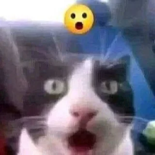 😾 emoji CATS R SO SILLY I LOVE THEM Telegram sticker 23 of 113