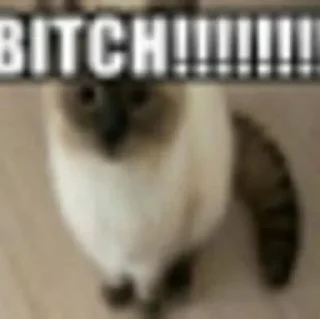 😾 emoji CATS R SO SILLY I LOVE THEM Telegram sticker 22 of 113
