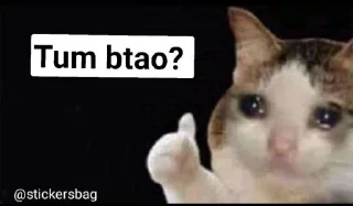 🥲 emoji Cat memes🌟💖 @itsmelegend Telegram sticker 12 of 95
