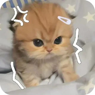 🐱 emoji Cookie 🍪 Telegram sticker 11 of 52