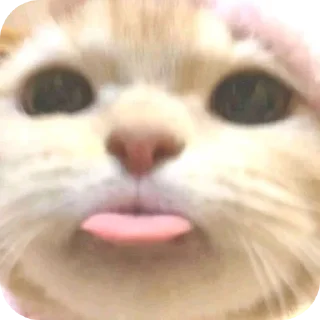🐱 emoji caca punya Telegram sticker 18 of 41