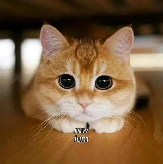 🐈 emoji UcinggGmoyy Telegram sticker 8 of 31