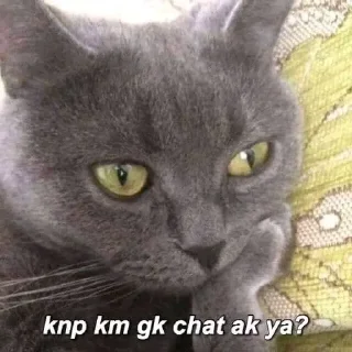 🐈 emoji UcinggGmoyy Telegram sticker 10 of 31