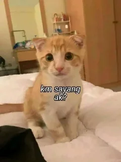 🐈 emoji UcinggGmoyy Telegram sticker 17 of 31