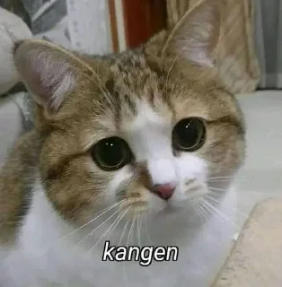 🐈 emoji UcinggGmoyy Telegram sticker 14 of 31