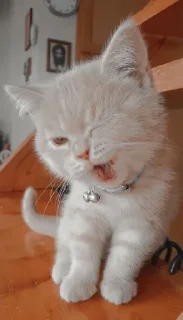 😾 emoji ᴄᴜᴛᴇ ᴄᴀᴛs Telegram sticker 9 of 72