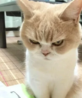 😾 emoji ᴄᴜᴛᴇ ᴄᴀᴛs Telegram sticker 19 of 72