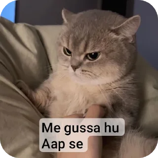 🐱 emoji Babu Telegram sticker 5 of 44