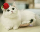 ❤️ emoji bubu Telegram sticker 15 of 25