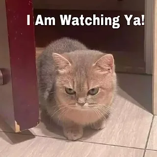 Sticker from Angry Cat