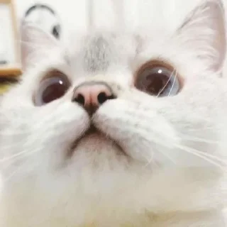 ❤️ emoji Meow | @Moi_cats | @nikhil_1111 Telegram sticker 5 of 15