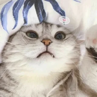 ❤️ emoji Meow | @Moi_cats | @nikhil_1111 Telegram sticker 14 of 15