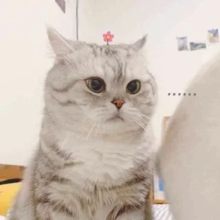❤️ emoji Meow | @Moi_cats | @nikhil_1111 Telegram sticker 10 of 15